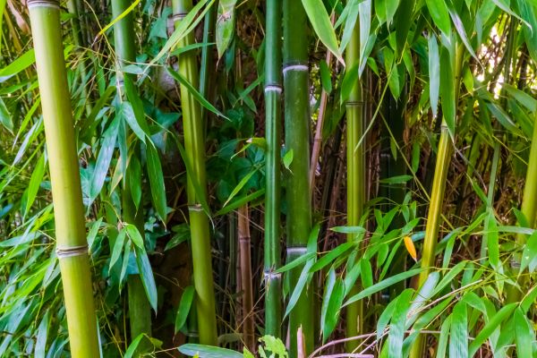 Cost of Bamboo Trimming in Lawrence