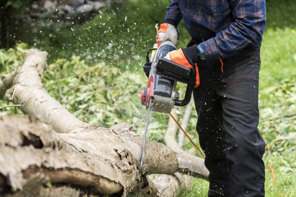 Cost of Branch Removal Service in Lawrence
