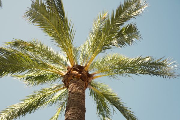 Cost of Palm Tree Pruning in Lawrence