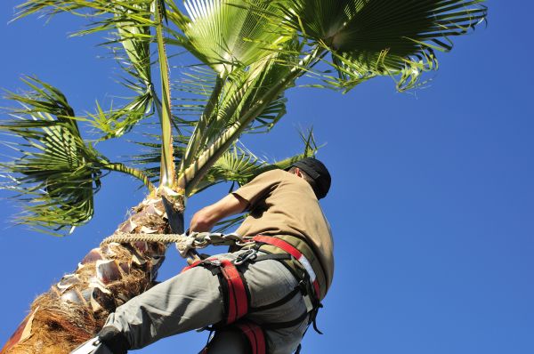 Cost of Palm Tree Trimming in Lawrence