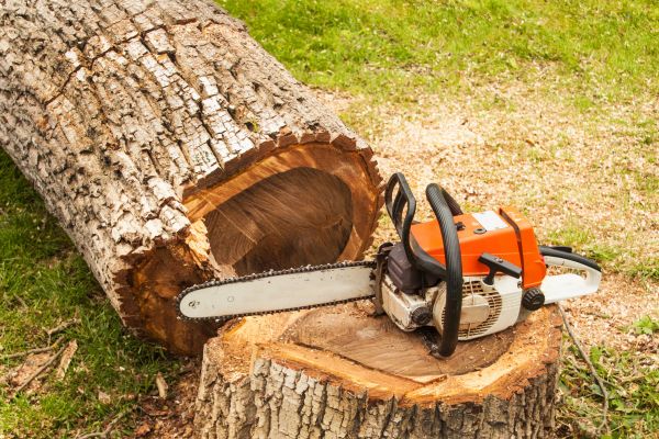Cost of Tree Cutting Service in Lawrence