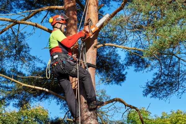 Cost of Tree Service in Lawrence