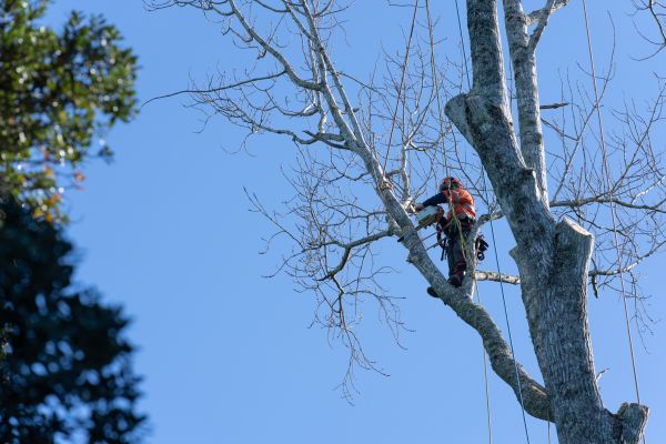 Cost of Tree Topping Service in Lawrence