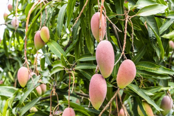 Cost of Mango Tree Trimming in Lawrence