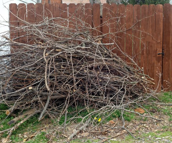 Cost of Dead Branch Removal in Lawrence