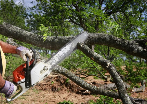 Cost of Tree Branch Cutting in Lawrence