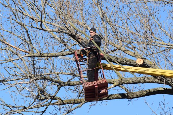 Cost of Emergency Tree Trimming in Lawrence