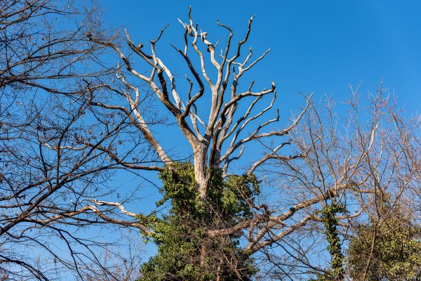 Cost of Deadwood Removal in Lawrence