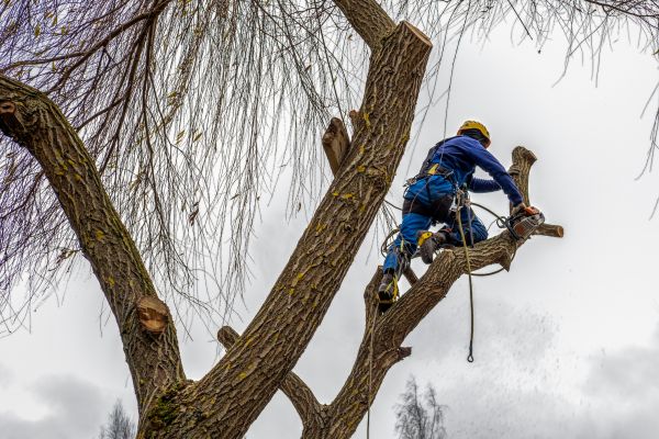 Cost of Tree Maintenance Service in Lawrence