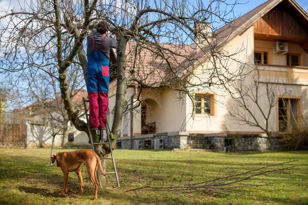 Cost of Residential Tree Trimming in Lawrence