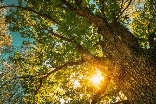Cost of Oak Tree Pruning in Lawrence