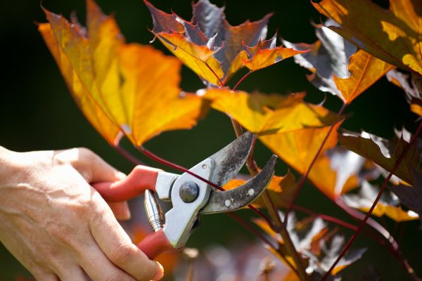 Cost of Maple Tree Pruning in Lawrence