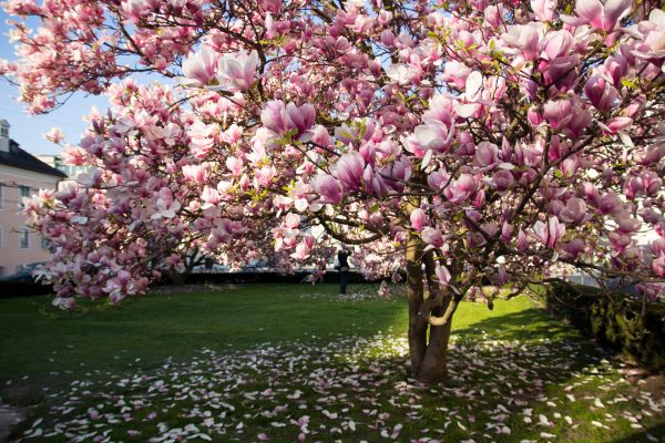 Cost of Magnolia Tree Pruning in Lawrence