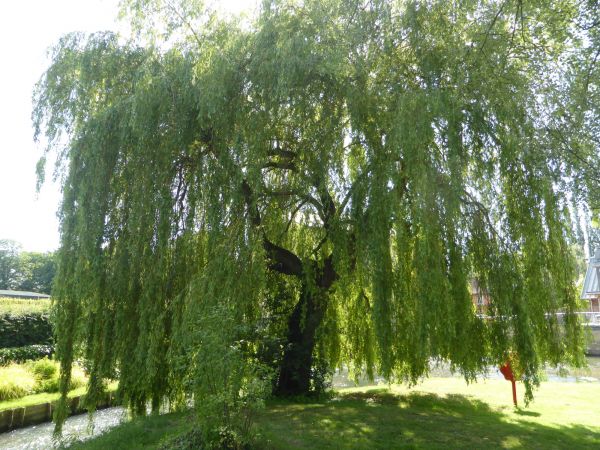 Cost of Willow Tree Trimming in Lawrence