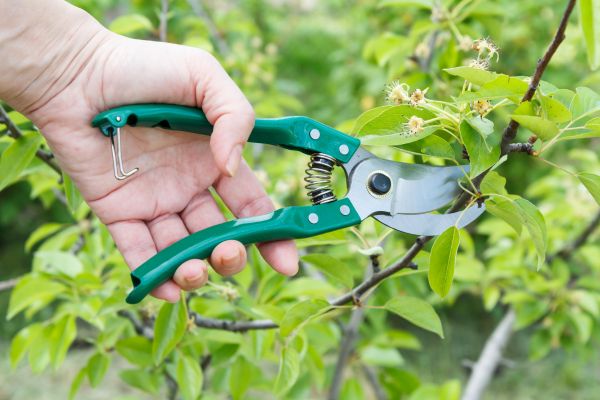 Cost of Pear Tree Pruning in Lawrence