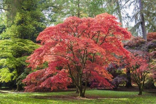 Cost of Japanese Maple Pruning in Lawrence