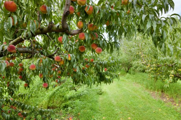 Cost of Peach Tree Pruning in Lawrence