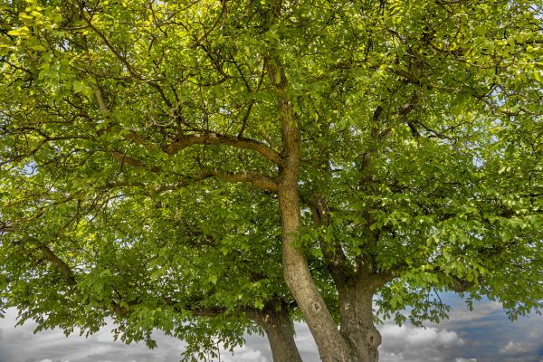 Cost of Walnut Tree Trimming in Lawrence