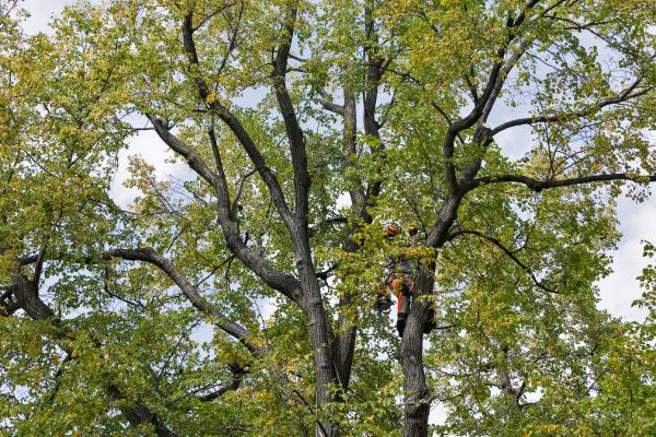 Cost of Tree Crown Shaping in Lawrence
