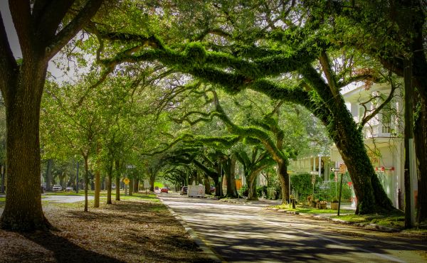 Cost of Tree Canopy Thinning in Lawrence