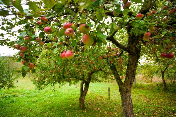 Cost of Apple Tree Pruning in Lawrence