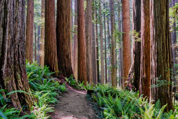 Cost of Redwood Tree Trimming in Lawrence