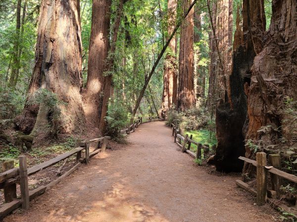 Cost of Redwood Tree Pruning in Lawrence