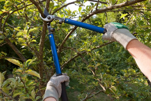Cost of Residential Tree Pruning in Lawrence