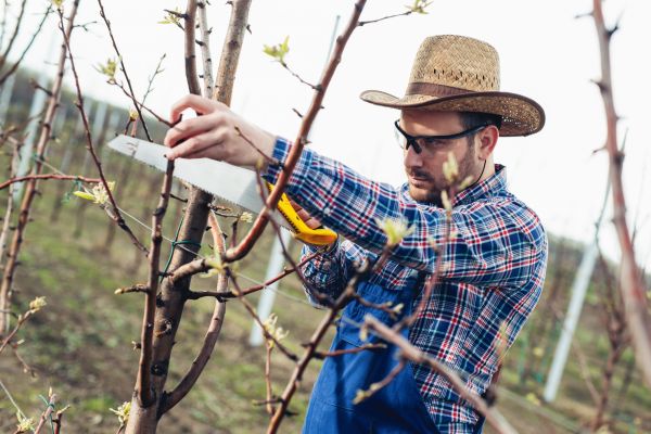 Cost of Orchard Tree Pruning in Lawrence