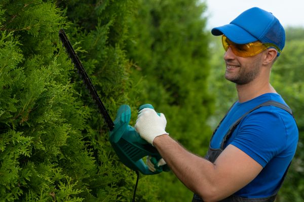 Cost of Tree Shaping Service in Lawrence