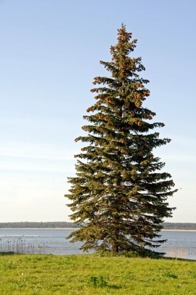 Cost of Spruce Tree Pruning in Lawrence
