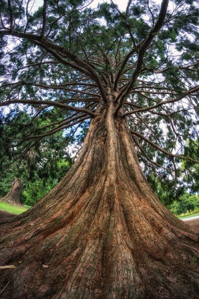 Cost of Cedar Tree Pruning in Lawrence