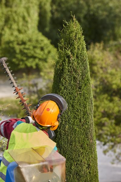 Cost of Cypress Tree Trimming in Lawrence