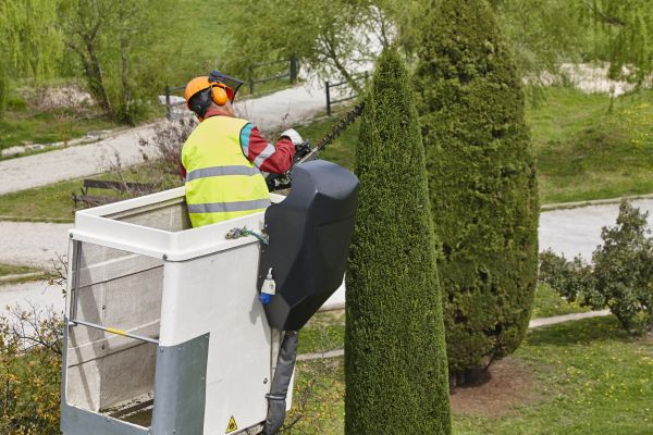 Cost of Cypress Tree Pruning in Lawrence