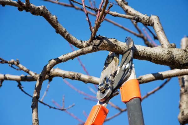 Cost of Peach Tree Trimming in Lawrence