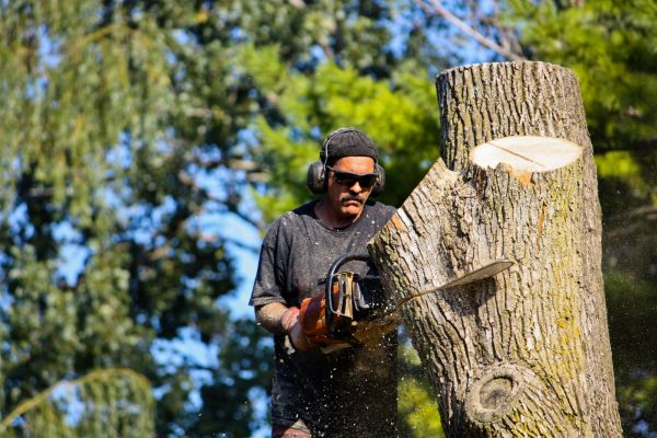 Cost of Ash Tree Pruning in Lawrence