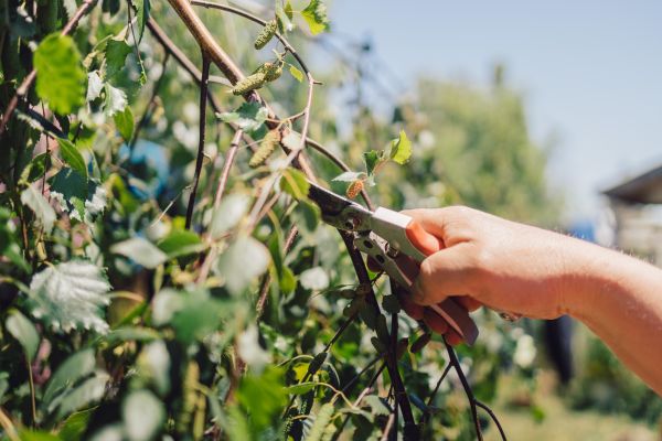 Cost of Birch Tree Pruning in Lawrence