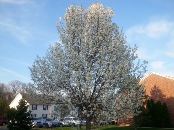 Cost of Bradford Pear Tree Pruning in Lawrence