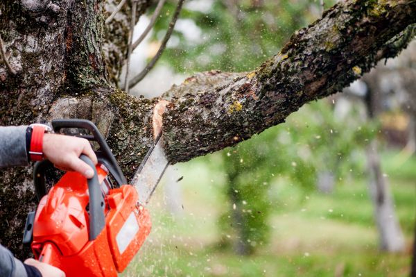 Cost of Branch Cutting Service in Lawrence