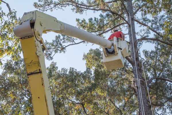 Cost of Limbs Trimming in Lawrence