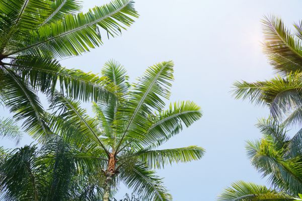 Cost of Queen Palm Tree Trimming in Lawrence