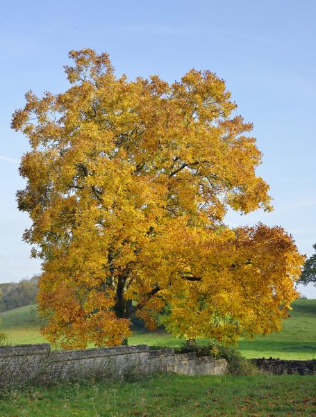 Cost of Hickory Tree Trimming in Lawrence