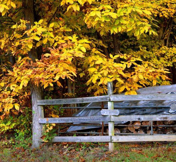 Cost of Hickory Tree Pruning in Lawrence