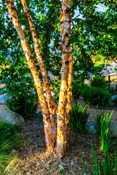Cost of River Birch Trimming in Lawrence