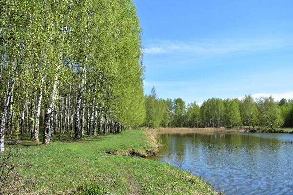 Cost of River Birch Pruning in Lawrence