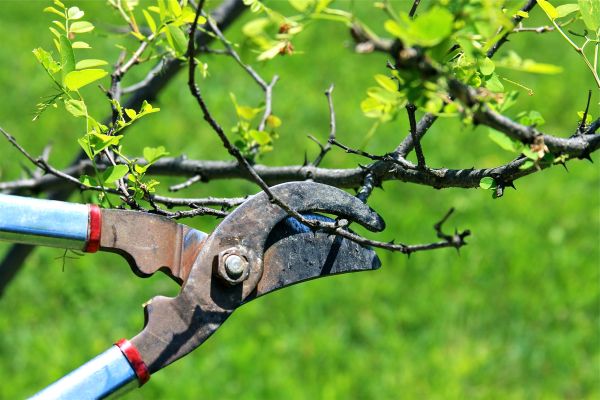 Cost of Branches Pruning in Lawrence