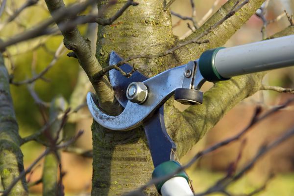 Cost of Tree Limb Trimming Service in Lawrence