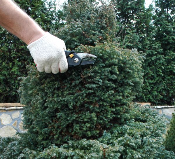 Cost of Ornamental Tree Trimming in Lawrence