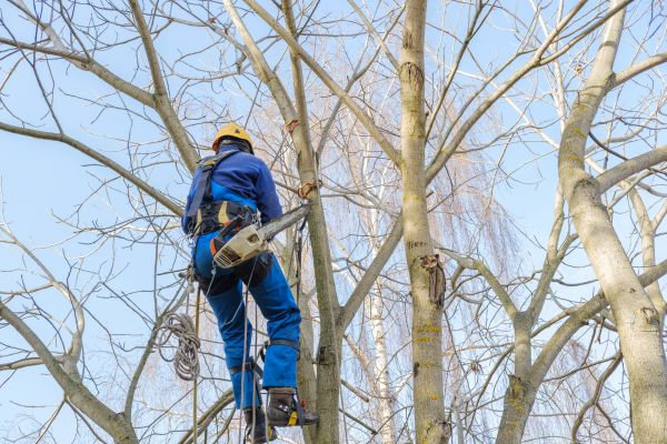 Cost of Large Tree Trimming in Lawrence