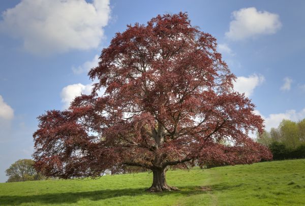 Cost of Beech Tree Pruning in Lawrence